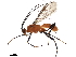  (Aleiodes steveashei - DHJPAR0040461)  @14 [ ] CreativeCommons - Attribution (2018) CBG Photography Group Centre for Biodiversity Genomics