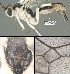  (Mesochorus cuatrouno - DHJPAR0040035)  @11 [ ] CreativeCommons Attribution NonCommercial ShareAlike (2021) M. J. Sharkey University of Kentucky