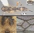  (Mesochorus sieteocho - DHJPAR0040084)  @11 [ ] CreativeCommons Attribution NonCommercial ShareAlike (2021) M. J. Sharkey University of Kentucky