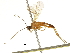  (Aleiodes inga - DHJPAR0041207)  @12 [ ] CreativeCommons - Attribution (2018) CBG Photography Group Centre for Biodiversity Genomics