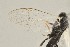  ( - DHJPAR0041608)  @13 [ ] CreativeCommons - Attribution Non-Commercial Share-Alike (2015) Jose L. Fernandez-Triana Canadian National Collection