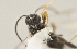  ( - DHJPAR0041619)  @12 [ ] CreativeCommons - Attribution Non-Commercial Share-Alike (2015) Jose L. Fernandez-Triana Canadian National Collection