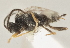  ( - DHJPAR0041619)  @12 [ ] CreativeCommons - Attribution Non-Commercial Share-Alike (2015) Jose L. Fernandez-Triana Canadian National Collection