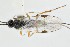  ( - DHJPAR0041897)  @12 [ ] CreativeCommons - Attribution Non-Commercial Share-Alike (2015) Jose L. Fernandez-Triana Canadian National Collection