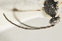  ( - DHJPAR0042063)  @12 [ ] CreativeCommons - Attribution Non-Commercial Share-Alike (2015) Jose L. Fernandez-Triana Canadian National Collection