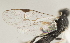  ( - DHJPAR0042063)  @12 [ ] CreativeCommons - Attribution Non-Commercial Share-Alike (2015) Jose L. Fernandez-Triana Canadian National Collection
