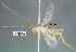  (Aleiodes michelledsouzae - DHJPAR0042782)  @11 [ ] CreativeCommons Attribution NonCommercial ShareAlike (2021) M. J. Sharkey University of Kentucky