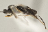  (Apanteles luisbrizuelai - DHJPAR0042981)  @13 [ ] CreativeCommons - Attribution Non-Commercial Share-Alike (2015) Jose L. Fernandez-Triana Canadian National Collection