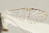  ( - DHJPAR0042981)  @12 [ ] CreativeCommons - Attribution Non-Commercial Share-Alike (2015) Jose L. Fernandez-Triana Canadian National Collection
