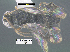 (Ascogaster grettelvegae - DHJPAR0043010)  @11 [ ] CreativeCommons Attribution NonCommercial ShareAlike (2021) M. J. Sharkey University of Kentucky