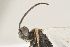  ( - DHJPAR0043013)  @12 [ ] CreativeCommons - Attribution Non-Commercial Share-Alike (2015) Jose L. Fernandez-Triana Canadian National Collection