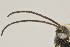  ( - DHJPAR0043018)  @12 [ ] CreativeCommons - Attribution Non-Commercial Share-Alike (2015) Jose L. Fernandez-Triana Canadian National Collection