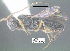  (Ascogaster katyvandusenae - DHJPAR0055824)  @11 [ ] CreativeCommons Attribution NonCommercial ShareAlike (2021) M. J. Sharkey University of Kentucky