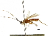  (Triraphis briannestjacquesae - DHJPAR0055965)  @13 [ ] CreativeCommons - Attribution (2018) CBG Photography Group Centre for Biodiversity Genomics