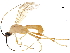  (Aleiodes henryhowdeni - DHJPAR0052871)  @14 [ ] CreativeCommons - Attribution (2018) CBG Photography Group Centre for Biodiversity Genomics