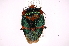  ( - INB0003783379)  @14 [ ] Copyright (2012) Jim Lewis Instituto Nacional de Biodiversidad