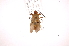  ( - INB0003835414)  @13 [ ] Copyright (2012) J. Lewis Instituto Nacional de Biodiversidad