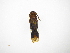  ( - INB0003937052)  @11 [ ] Copyright (2012) J. Lewis Instituto Nacional de Biodiversidad