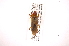  ( - INB0003956244)  @13 [ ] Copyright (2012) J. Lewis Instituto Nacional de Biodiversidad