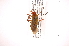  ( - INB0003956667)  @13 [ ] Copyright (2012) J. Lewis Instituto Nacional de Biodiversidad