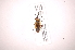  ( - INB0003963318)  @12 [ ] Copyright (2012) J. Lewis Instituto Nacional de Biodiversidad