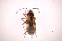  ( - INB0004011528)  @13 [ ] Copyright (2012) J. Lewis Instituto Nacional de Biodiversidad