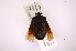 (Eritrachys - INB0004037545)  @12 [ ] Copyright (2012) Jim Lewis Instituto Nacional de Biodiversidad