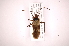  ( - INB0004139126)  @13 [ ] Copyright (2012) J. Lewis Instituto Nacional de Biodiversidad