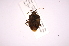  ( - INB0004139143)  @12 [ ] Copyright (2012) Jim Lewis Instituto Nacional de Biodiversidad