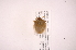  ( - INB0004155292)  @12 [ ] Copyright (2012) Jim Lewis Instituto Nacional de Biodiversidad