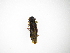  ( - INB0004156357)  @11 [ ] Copyright (2012) J. Lewis Instituto Nacional de Biodiversidad