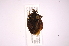  ( - INB0004217406)  @11 [ ] Copyright (2012) Jim Lewis Instituto Nacional de Biodiversidad