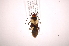  ( - INB0004220768)  @13 [ ] Copyright (2012) J. Lewis Instituto Nacional de Biodiversidad