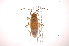  (Dysdercus bimaculatus - INB0004290579)  @14 [ ] Copyright (2012) J. Lewis Instituto Nacional de Biodiversidad