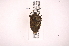  ( - INB0004293017)  @12 [ ] Copyright (2012) Jim Lewis Instituto Nacional de Biodiversidad
