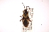  ( - INBIOCRI000529729)  @13 [ ] Copyright (2012) J. Lewis Instituto Nacional de Biodiversidad
