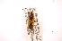  ( - INBIOCRI000544803)  @12 [ ] Copyright (2012) J. Lewis Instituto Nacional de Biodiversidad