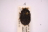  ( - INBIOCRI000555355)  @11 [ ] Copyright (2012) Jim Lewis Instituto Nacional de Biodiversidad