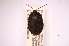  ( - INBIOCRI000555359)  @11 [ ] Copyright (2012) Jim Lewis Instituto Nacional de Biodiversidad