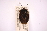  ( - INBIOCRI000555629)  @11 [ ] Copyright (2012) Jim Lewis Instituto Nacional de Biodiversidad