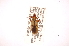  ( - INBIOCRI000697010)  @13 [ ] Copyright (2012) J. Lewis Instituto Nacional de Biodiversidad