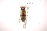  ( - INBIOCRI000751520)  @11 [ ] Copyright (2012) J. Lewis Instituto Nacional de Biodiversidad