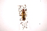 ( - INBIOCRI000827817)  @12 [ ] Copyright (2012) J. Lewis Instituto Nacional de Biodiversidad