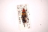  ( - INBIOCRI000875994)  @14 [ ] Copyright (2012) J. Lewis Instituto Nacional de Biodiversidad