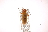  ( - INBIOCRI000908811)  @13 [ ] Copyright (2012) J. Lewis Instituto Nacional de Biodiversidad