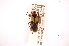  ( - INBIOCRI000972807)  @13 [ ] Copyright (2012) J. Lewis Instituto Nacional de Biodiversidad