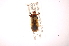  ( - INBIOCRI001190601)  @12 [ ] Copyright (2012) J. Lewis Instituto Nacional de Biodiversidad