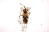  ( - INBIOCRI001303172)  @13 [ ] Copyright (2012) J. Lewis Instituto Nacional de Biodiversidad