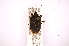  ( - INBIOCRI001325952)  @12 [ ] Copyright (2012) Jim Lewis Instituto Nacional de Biodiversidad