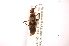  ( - INBIOCRI001632691)  @13 [ ] Copyright (2012) J. Lewis Instituto Nacional de Biodiversidad
